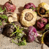 マカ（Maca）